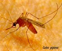 Culex pipiens