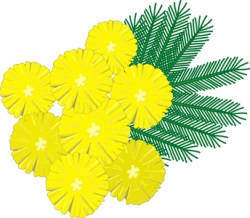 mimose